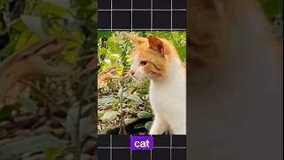 How cats defeat snakes facts animals shorts [upl. by Cogswell636]