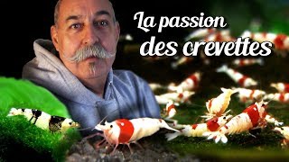 Présentation dun élevage de crevettes daquarium par Jean Michel un grand passionné [upl. by Petrine]