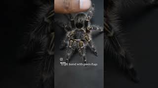 Gunwantimy chaco golden knee tarantula ecoden [upl. by Colburn798]