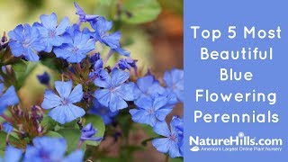 Top 5 Most Beautiful Blue Flowering Perennials  NatureHillscom [upl. by Euqinahc]