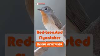 Redbreasted Flycatcher India’s Seasonal Winged Visitor 🌿 [upl. by Ravahs164]