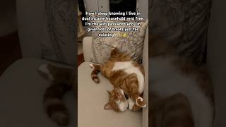 Dual income no rent shortsfeed cat finance trending funny [upl. by Notxap737]