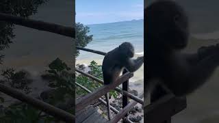 Monkeys in Ao Nang Krabi monkey krabi thailand [upl. by Nesnah]