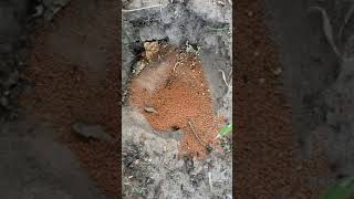 Granular Carpenter Ant Bait [upl. by Holloway304]