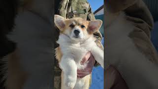 Welsh Corgi Pembroke puppies Kennel quotIz Druzhnoy Slobodyquot [upl. by Eilsil]