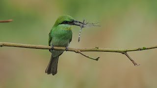 Birding Sri Lanka 2024 Part 2 Dry forest and wetlands around Sigiriya and Kaudulla National Park [upl. by Hpeseoj]