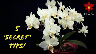 5 Awesome Orchid Tips you wont learn from Books 🤫  Orchid Care for Beginners [upl. by Llehsyar]