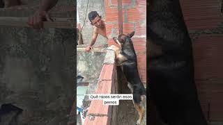 Que raza de perro es [upl. by Luas]