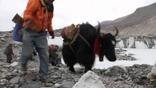 Yaks near Everest Base Camp Everest Education Expedition 2012 [upl. by Bernita]