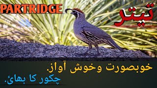 Titer  wild Titer  Titer video  Titer voice  black Titer  partridge indian titer infopediajm [upl. by Duleba]