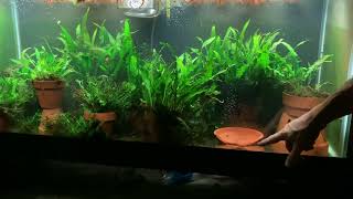 Java Fern Care part 1 [upl. by Lasser748]