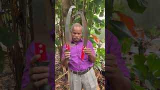 Telescopic Pruning saw Rs450 amp 550 9787672239 Melur Madurai pruning sawblade madurai cutter [upl. by Rafi]