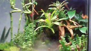 Exo Terra Terrarium Rainforest 60  45  60 part 1 [upl. by Bushey]