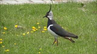 Kievit  Lapwing  Vanellus vanellus  Veenendaal  The Netherlands  2013 [upl. by Gladine998]