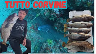 CORVINE ENORMI Pesca in Apnea alle Corvine Giganti [upl. by Atiugram]