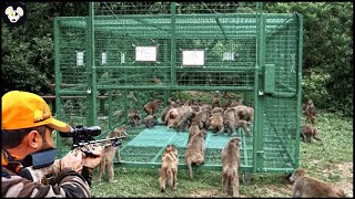 How Farmers Use Traps To Deal With Milion Invasive Monkeys  Farming Documentary [upl. by Anitaf957]