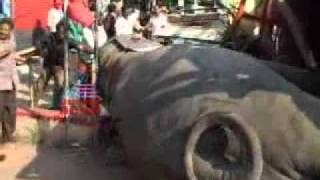 Elephant meets with an accident in Kollam [upl. by Zusman]