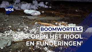 Boomwortels groeien tot in de woningen Ze slopen alles [upl. by Brigitte]