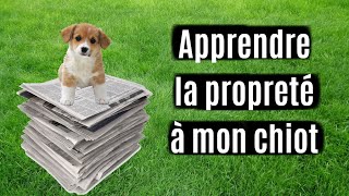 Comment apprendre la propreté à mon chien  Comment apprendre la propreté à mon chiot [upl. by Rexfourd]