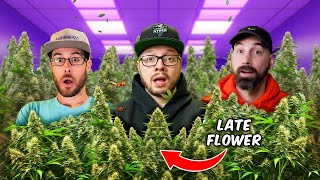 Pro Tips for Cannabis Late Flowering to Maximize Yields  From The Stash Highly Educational Ep 8 [upl. by Adena]