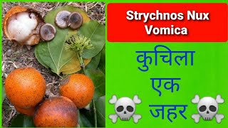 Strychnos nux vomica Poisoning  कुचिला [upl. by Nilesoy836]