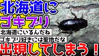 【2ch動物スレ】ついに北海道に最強生物「ゴキブリ」が降臨してしまう。。→さらに試される大地へ進化する 昆虫 生き物 [upl. by Constancy]