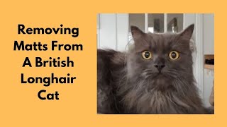 Removing Matts From A British Longhair Cat [upl. by Eulalee]