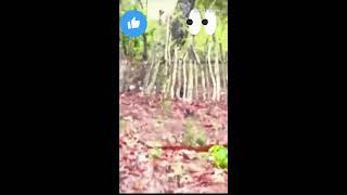 Smartness is way of life treading viral youtube RealBriggy wildlife [upl. by Delilah158]