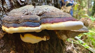 Redbelted Polypores  All Mushrooms Are Magic [upl. by Stander]