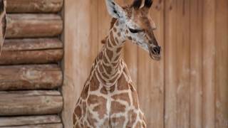 Besuch in Knies Kinderzoo Rapperswil ZH  Giraffenkinder 2017 [upl. by Bendite380]