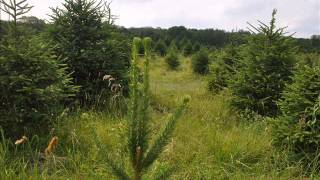 Grow Norway Spruce Trees [upl. by Treva]