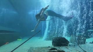 Mermaid Lyra swimming at Adventure Aquarium with Hammerhead shark [upl. by Yrrek]