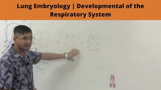 Lung Embryology  Developmental of the Respiratory System [upl. by Natala878]