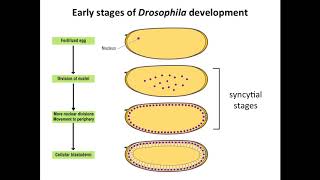 The Regulation of Translation in Developing Drosophila Embryos [upl. by Diba]