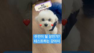 주인을 잘 만나는것도 복이라구 🐶 dog shorts [upl. by Gninnahc]