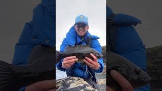 Wrasse Fishing Ireland fishingireland wrasse rod reel rockfishing fish [upl. by Ateekan]