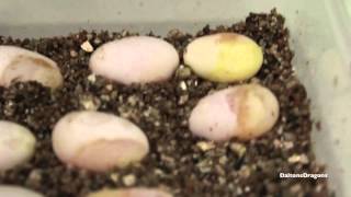 Candling Bearded Dragon Eggs Week 1 [upl. by Zeiger]