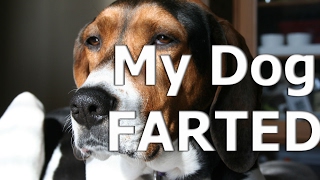 My Treeing Walker CoonHond Dog Farted [upl. by Afra886]