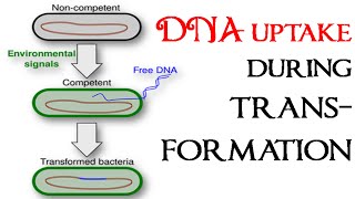 Uptake of DNA during transformation  natural competence [upl. by Rafael767]