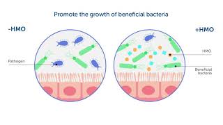 Human Milk Oligosaccharides Help Strengthen an Infants Immunity [upl. by Mccallion]