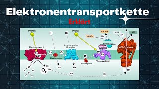 Wie die Elektronentransportkette funktioniert  Biologie Lernvideo [upl. by Rumilly]