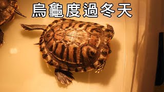 烏龜冬天不吃不動正常嗎？🐢新手！絕對！要看！🤓【雙Q烏龜成長日記】 [upl. by Intyrb]