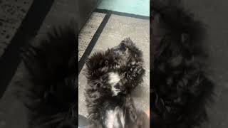 Shih poo [upl. by Emmuela]