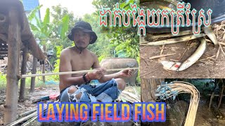 field fishing fish Laying field fish ដាក់បង្កៃត្រីស្រែ [upl. by Annohsal]