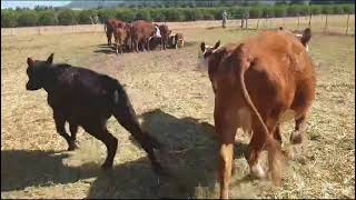 32 x Hereford koeie en kalwers teelbul verse bulleosse kalwers [upl. by Dumah]