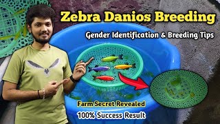 Zebra Fish Breeding in Tamil  Complete Breeding Guide  அடஎவ்ளோ குட்டி வந்துருக்கு😱 [upl. by Keg]