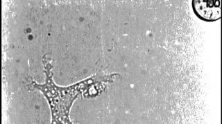 Pinocytosis  drinking by cells  by Warren H Lewis [upl. by Darb]