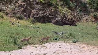 Cheetahs  Botlierskop Game Reserve South Africa [upl. by Enibas]