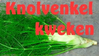 Knolvenkel kweken [upl. by Yerak199]