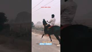 Horse Training horse horsetraining viralvideo marwadi trending shorts singh love pets [upl. by Amory]